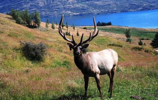 长江奇兽:白鳍豚 英名:yangtze river dolphin
