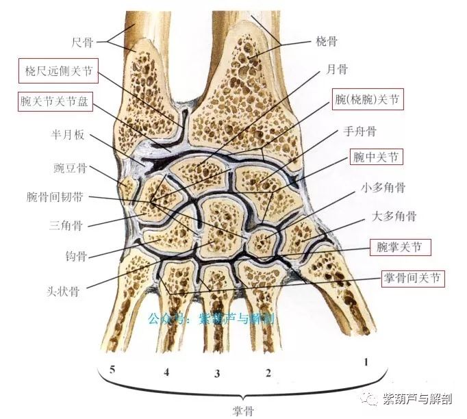 手腕部基础解剖