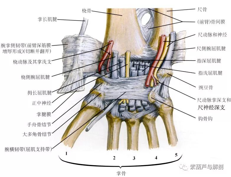 手腕部基础解剖
