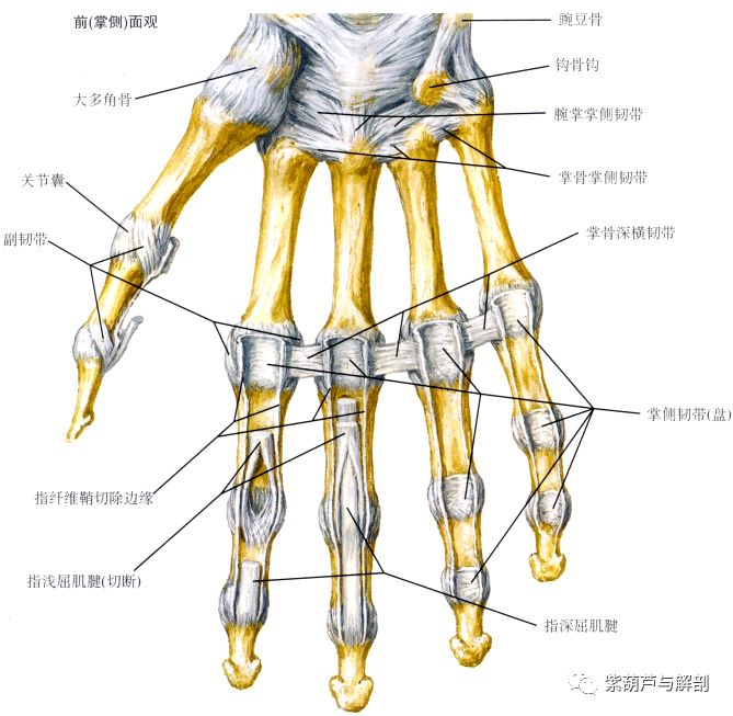 手腕部基础解剖