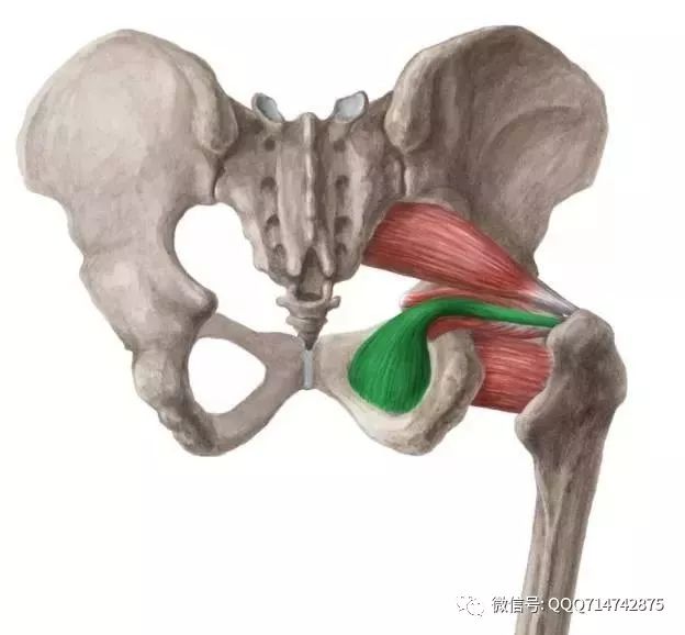闭孔膜外面及其周围骨面止点:股骨转子窝功能:使髋关节旋外股方肌起点