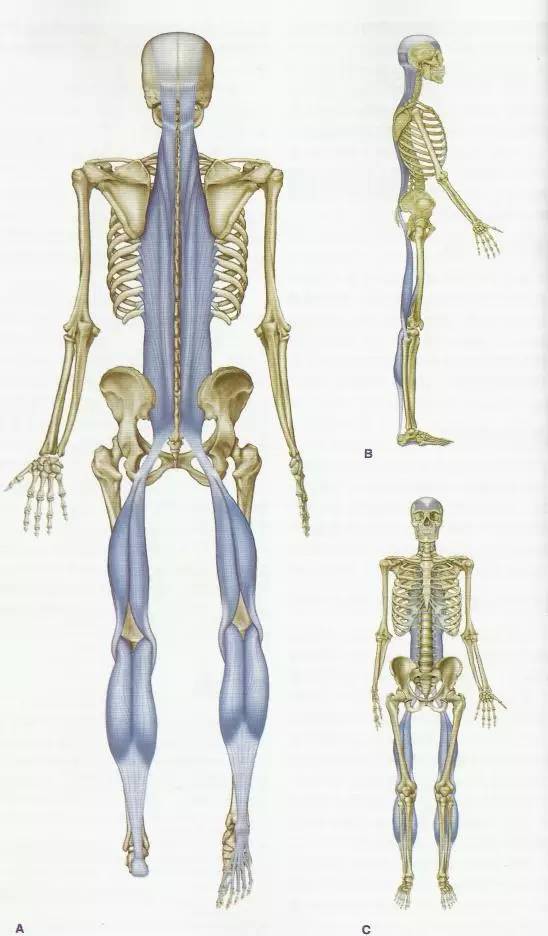浅背线dfl 深前线核心dfal 深前臂线sfal 浅前臂线dbal 深背臂线sbal