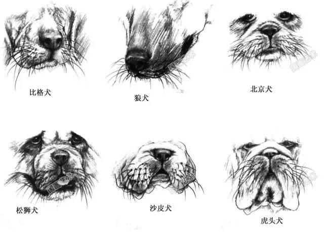 国画狗100图怎样画动物