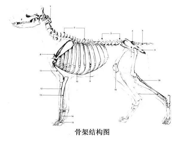 善于奔跑的狗爪无爪尖.