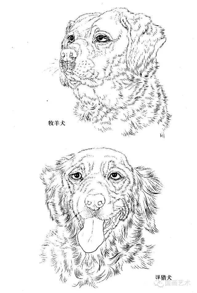 線描畫譜步驟五:用勾線筆焦墨勾眼,鼻並單筆絲毛,勾線筆沾淡赭墨單筆