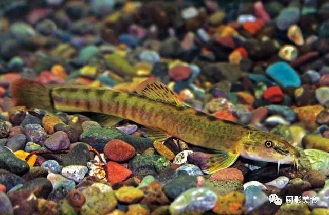 石岗鳅是泥鳅的近亲,也被称为副鳅,体表有黑色斑纹,尾部呈红色.