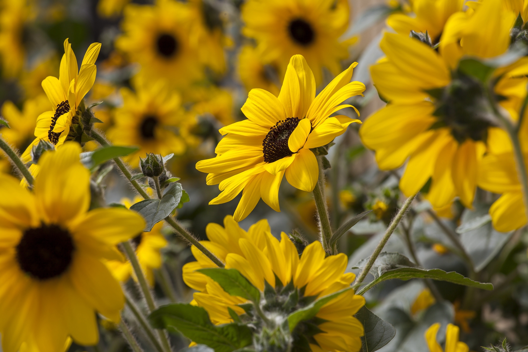 上海源怡种苗股份有限公司花种种球天竺葵
