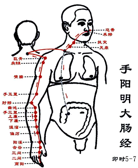 大肠经循行图图片