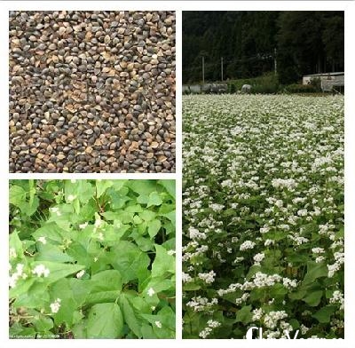 荞麦是蓼科荞麦属的植物,普通荞麦和同属的苦荞麦,金荞麦都可以作为