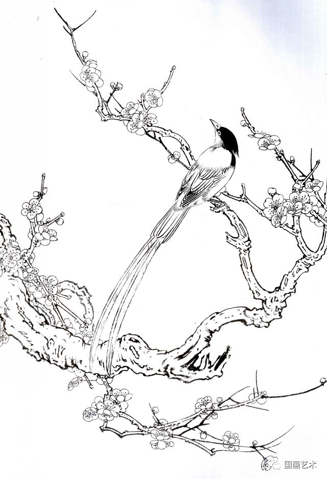 梅花小鸟白描画稿好美