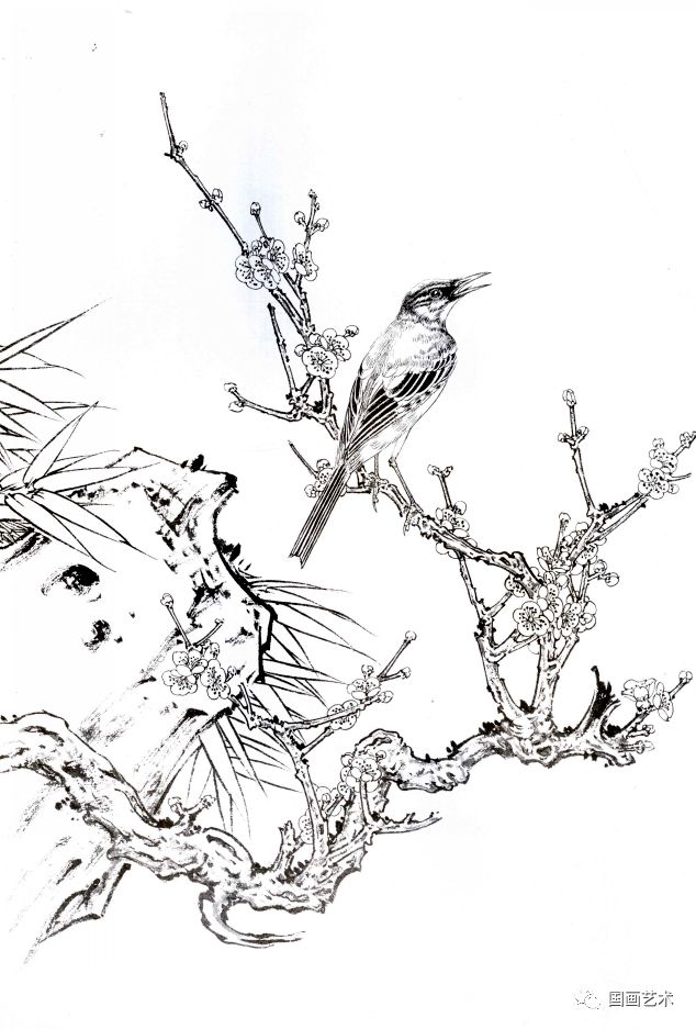 梅花小鸟白描画稿好美