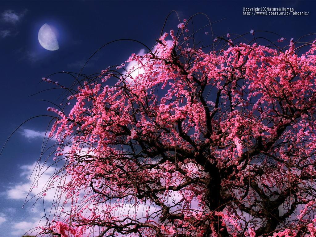 【图片素材】《中秋祝福》月亮素材大全 (宽幅)