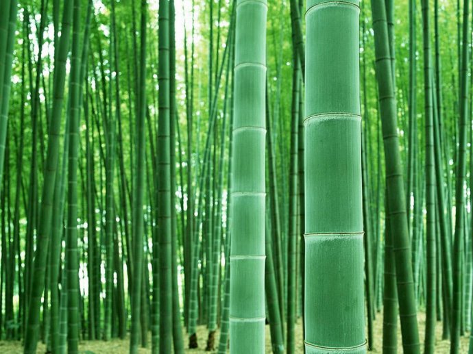 转载竹太美了精美图片
