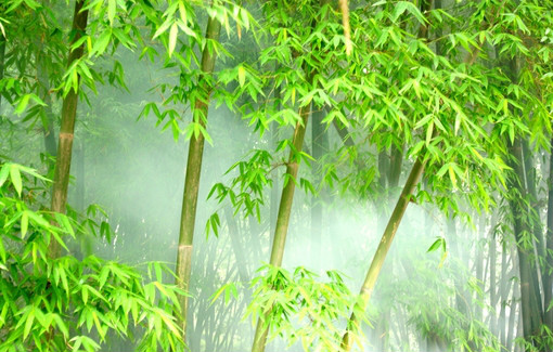 竹林深处精美图片