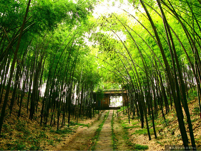 竹林深处精美图片