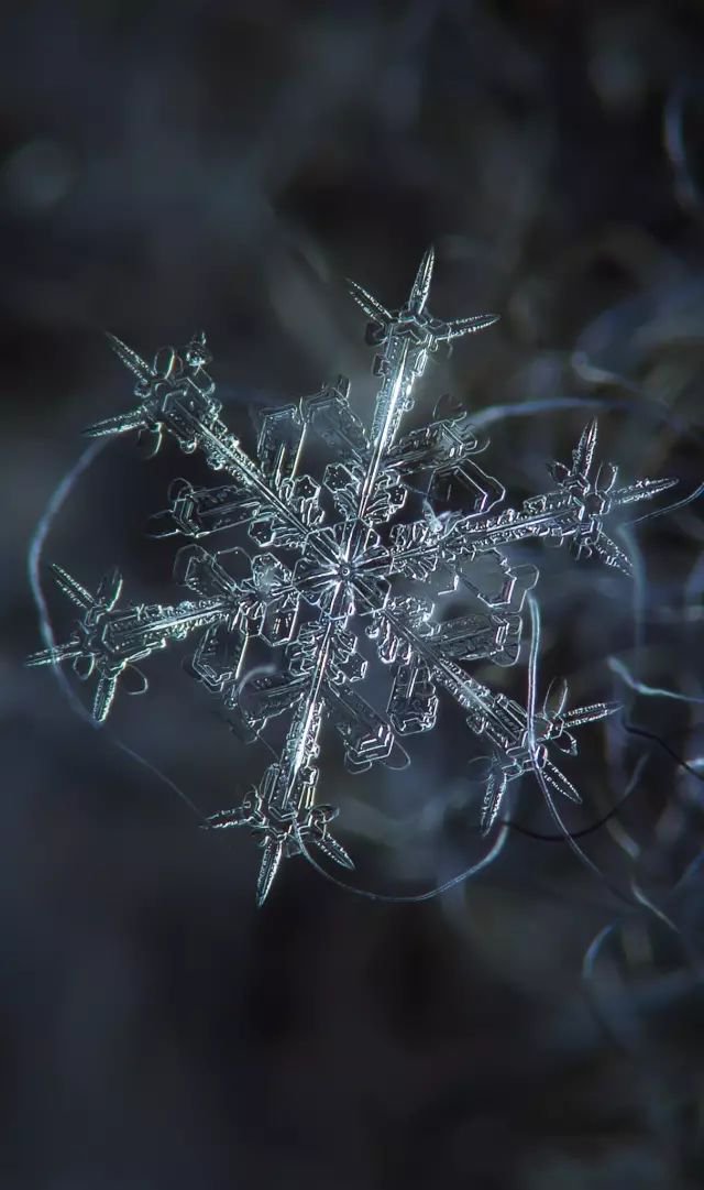 深灰的背景更是凸显雪花的美丽   也可以看到雪花不同角度的形状