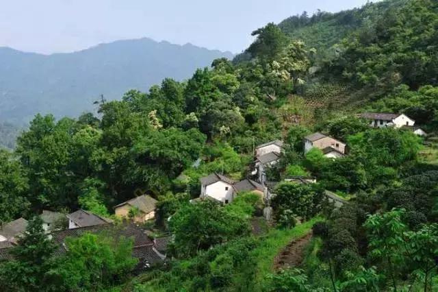 降上位于祁门县箬坑乡,海报600米以上,绝对一幅田园风光.