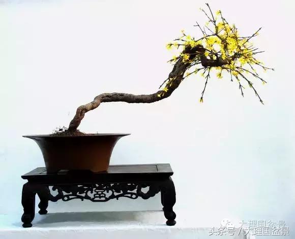 迎春花盆景的修剪及欣赏