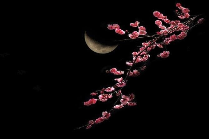 梅韵梅在历史中绚烂020