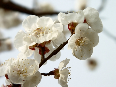 樱花杏花梅花李花桃花的区别图