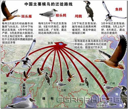 世界候鸟迁徙路线图图片