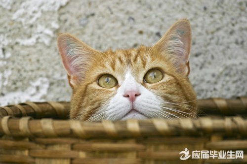 有关猫的唯美句子