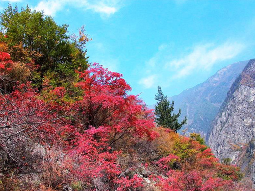中国百处自然奇观074米亚罗红叶