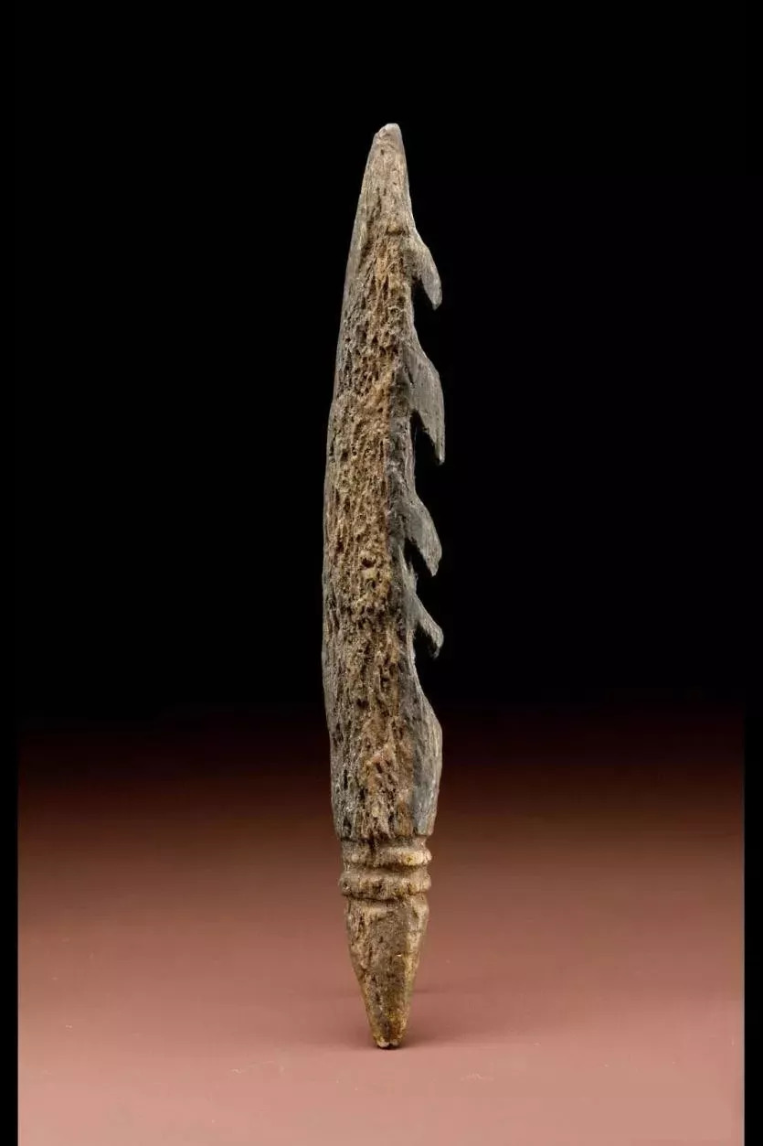 ◤非洲刚果katanda出土的鱼叉-9万年前