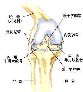 九大關節基本構造