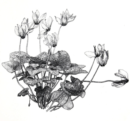 技法钢笔画植物花卉树木国外绘画技法