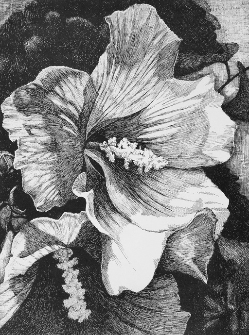 技法钢笔画植物花卉树木国外绘画技法