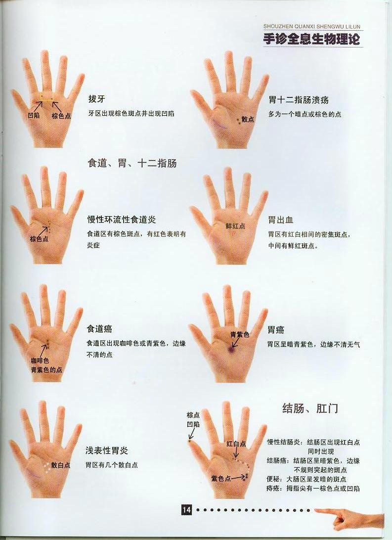 手诊全息生物理论一
