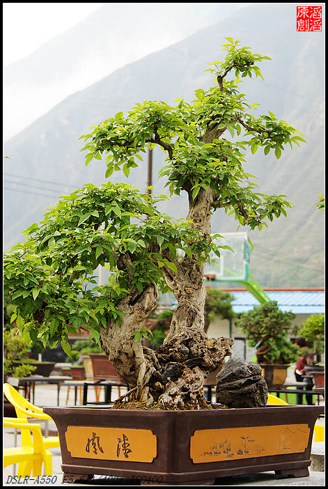 【转载】盆景艺术