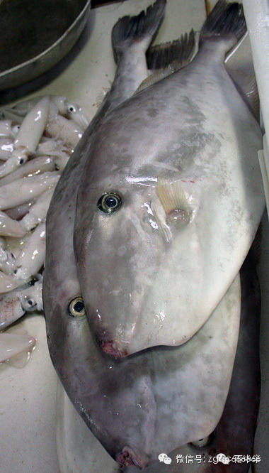 马面鱼,迪仔鱼——绿鳍马面鲀青衣金鼓鱼——金鼓鱼乌鲳——乌鲳鱼黄