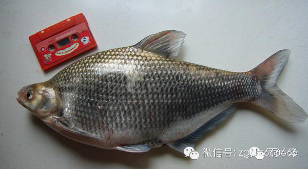 硬鱼,豆腐鱼,狗肚鱼—龙头鱼小银鱼——白饭鱼铜锣锤——披肩鰧黄鳝左