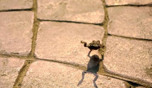 蛙跳的动作要领蛙跳的好处