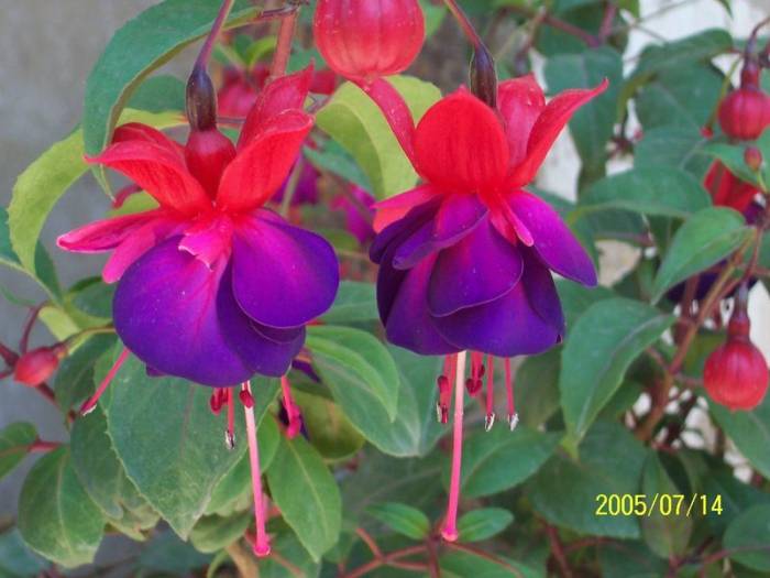 花卉字典不知名的进来查一查