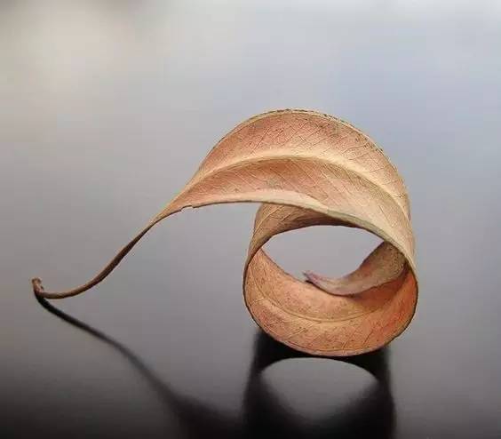 享受大自然的美 | 一叶知秋