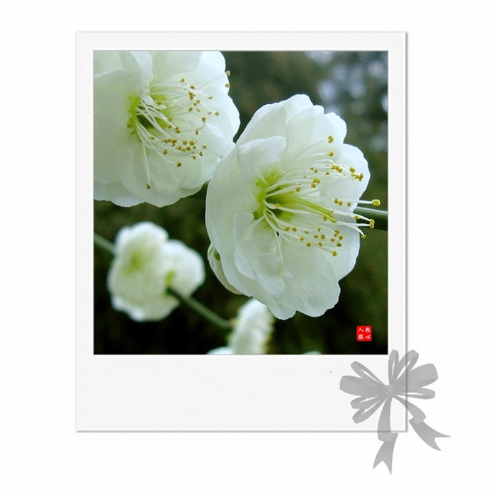 风吹万般愁,淡香入浅诗 古风句集锦【一】