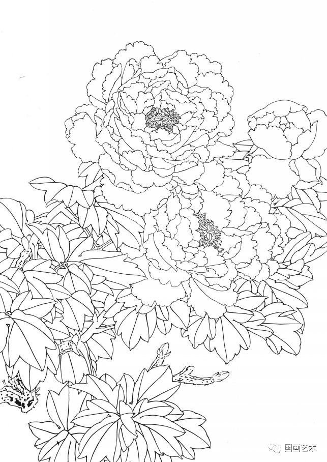 资料分享一组漂亮的工笔白描花鸟