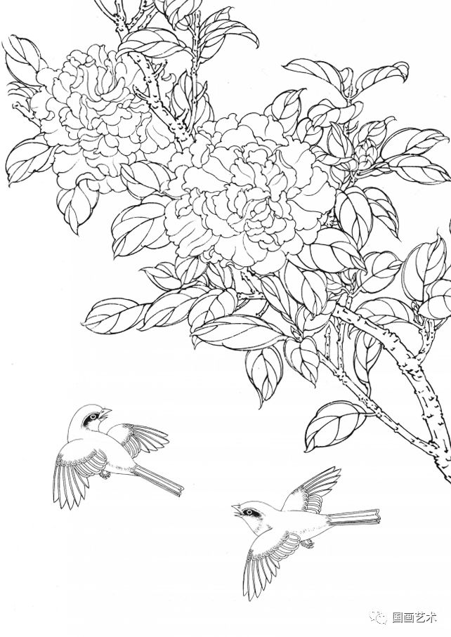 资料分享一组漂亮的工笔白描花鸟