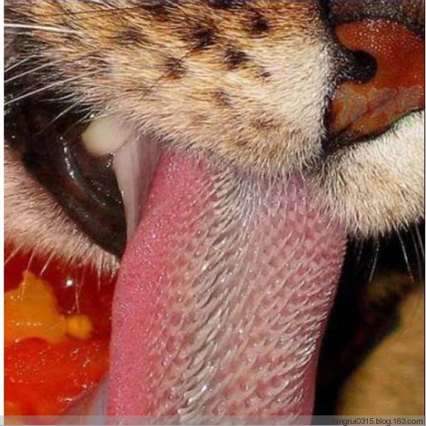 了解认识牦牛一生不生病的秘密