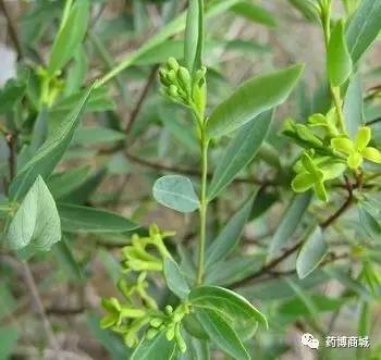 圖片了哥王,別名:南嶺蕘花,地棉皮,山棉皮,黃皮子,地棉根,山豆了,小金