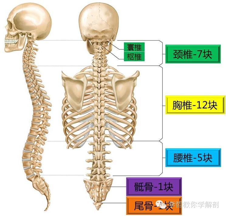 健康脊柱基礎李哲教你學解剖連載