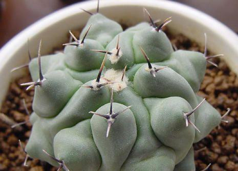 黄刺大统领鹤巢球2鹤巢球1绯冠龙多色玉(红鹰)多色玉大统领春雨玉白刺