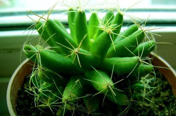 你认识多少种仙人掌仙人掌科图鉴上