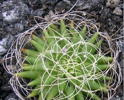 你认识多少种仙人掌仙人掌科图鉴上