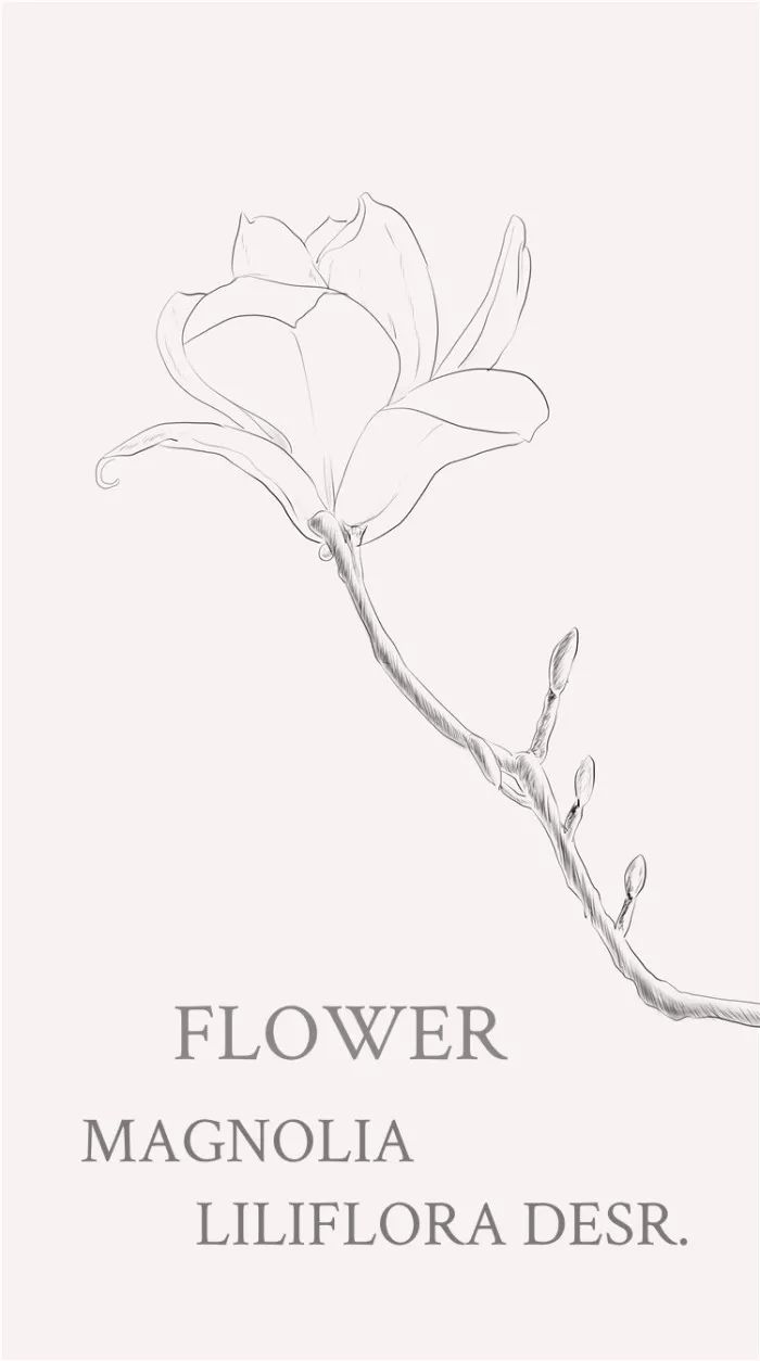 太好看好养眼的黑白植物花卉线稿素材已被沦陷了