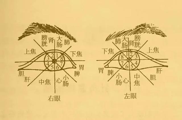 眼球反射区图解大全图片