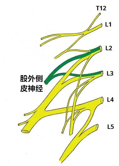 股外側皮神經(腰2~3)自腰大肌的外側緣斜向下方,達髂前上棘附近,經腹